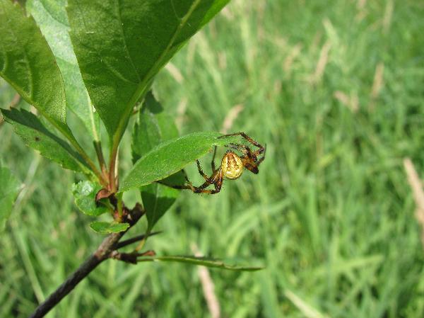 Photo of Araneus trifolium by 3CDSG DND